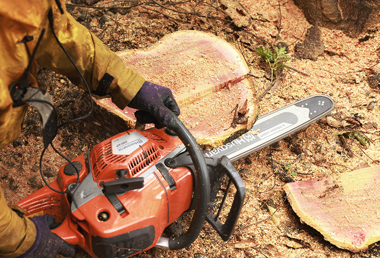 巨木や高木などの樹木伐採もお任せください